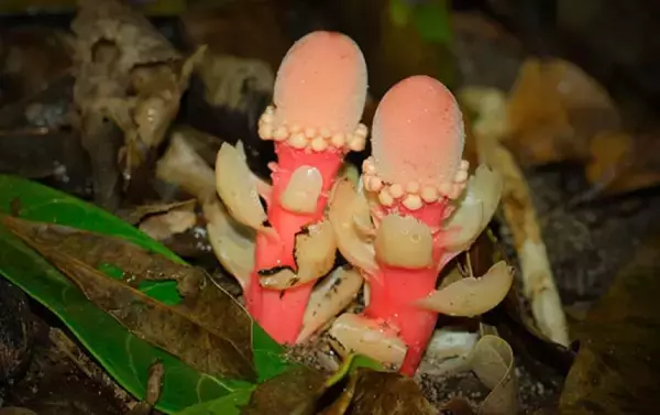 世にも奇妙な寄生植物。光合成を捨てクローンで増える「ツチトリモチ」の謎を解明