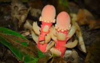 世にも奇妙な寄生植物。光合成を捨てクローンで増える「ツチトリモチ」の謎を解明