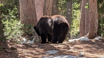 米国立公園のクマが殺処分。原因は人間の無責任な行動にあると公園側が強く指摘