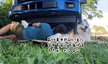 作業中の飼い主に背中を差し出したハスキーの心遣いと幸せそうな表情にグっとくる