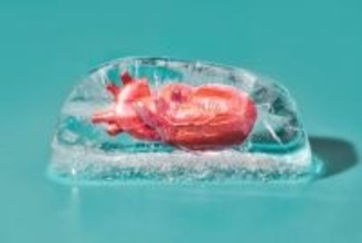 SFの世界が現実に　臓器をひび割れなしで冷凍保存する技術を開発