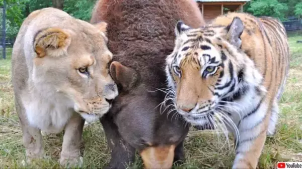 ライオンとクマとトラ。猛獣たちの間に生まれた友情物語