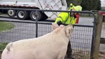 木曜日キター！大好きなリサイクル作業員に駆け寄り、撫でてもらうのを楽しみにしているブタ