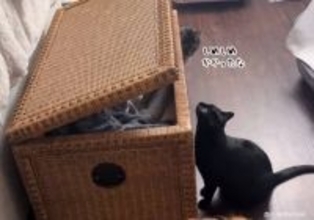 悪魔と取引した猫、妹分の猫をカゴの中に閉じ込める現場を目撃