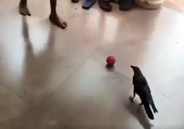 カラスが少年に見事なサッカーパス！ロナウジージョならぬクロウジージョか？