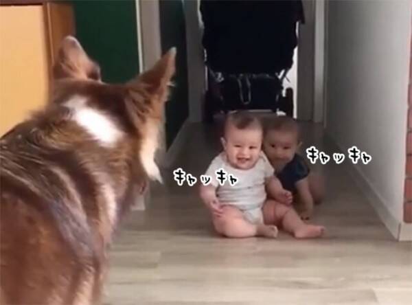 双子の赤ちゃんをあやす犬 赤ちゃんの楽しそうな笑い声が幸せな気分にさせてくれる 要音声 22年3月5日 エキサイトニュース