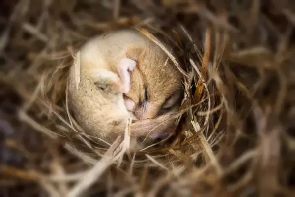 やばっ、寝過ごした！うっかり1年近く冬眠してしまう動物、ヤマネさん