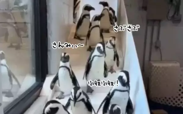 ニューヨークのケープペンギン、寒すぎて室内に避難