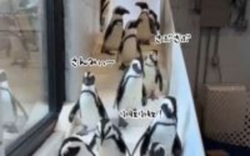 ニューヨークのケープペンギン、寒すぎて室内に避難