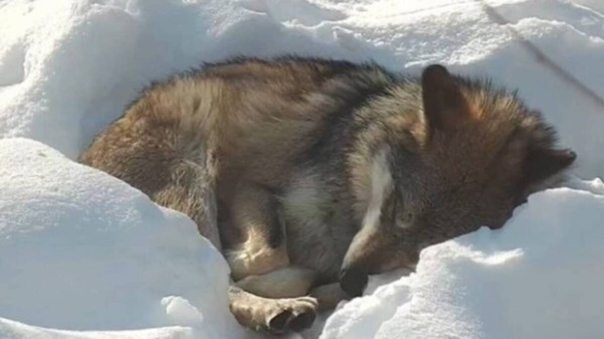 オオカミ 雪の上で心地よく眠る 保護センターで撮影された心温まる動画でほっこりしよう 22年1月6日 エキサイトニュース