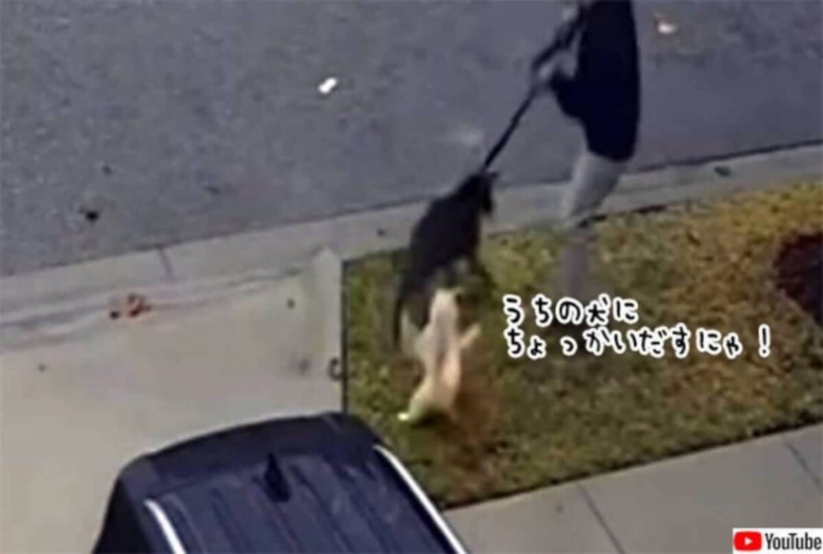 うちの弟分をいじめんな 猫 家族の犬を守るため吠えついた犬に襲い掛かる 22年2月1日 エキサイトニュース 2 2