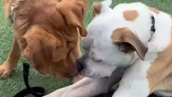 誰にも捕まらなかった迷子の保護犬、最終兵器「親友の犬」を投入したら駆け寄ってきた
