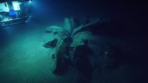 深海1900mに咲く巨大な花「タールリリー」とは？