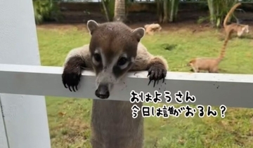 こんな訪問者ならウェルカム！ホテルの窓からハナグマがひょっこり