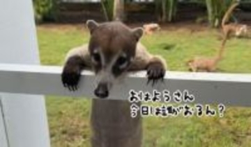 こんな訪問者ならウェルカム！ホテルの窓からハナグマがひょっこり