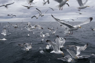 カモメに食べ物を奪われないシンプルな方法 「大声で叫べ！」