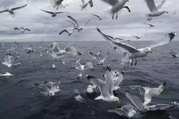 カモメに食べ物を奪われないシンプルな方法 「大声で叫べ！」