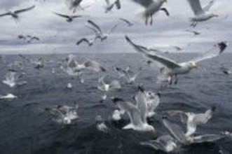 カモメに食べ物を奪われないシンプルな方法 「大声で叫べ！」