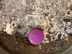 木炭を食べる火属性の菌類の生存戦略、細菌から遺伝子をコピーして進化していた