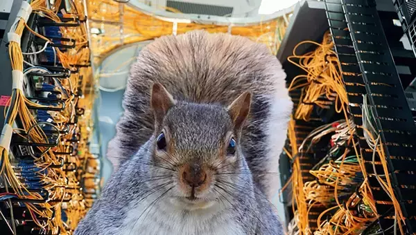 犯人はリス！アメリカの大規模なインターネット障害の原因が明らかに