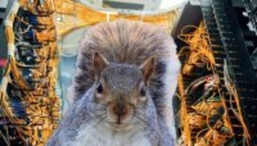 犯人はリス！アメリカの大規模なインターネット障害の原因が明らかに