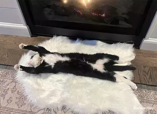 暖炉と敷物で簡単にできる猫の干物の作り方【キャットハック】