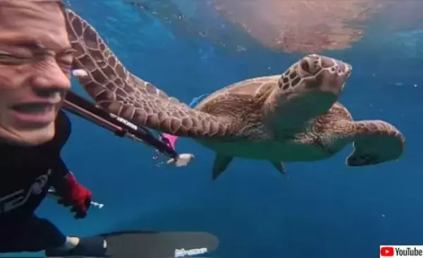 ぺしこーん！ウミガメが人間ダイバーに突然平手打ち。積もり積もった何かがあるのか？