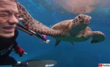 ぺしこーん！ウミガメが人間ダイバーに突然平手打ち。積もり積もった何かがあるのか？