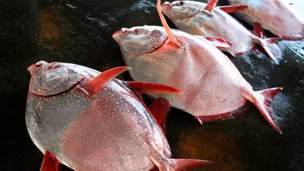 アカマンボウは冷たい海でも体温を維持できる唯一の魚だった