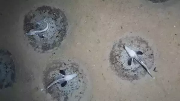 凍らない血液を持つ神秘の魚、コオリウオの世界最大の繁殖地が南極で発見される