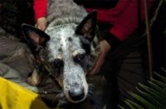 迷子になった82歳の飼い主を一晩中温め続け、救助隊を導いた愛犬の物語