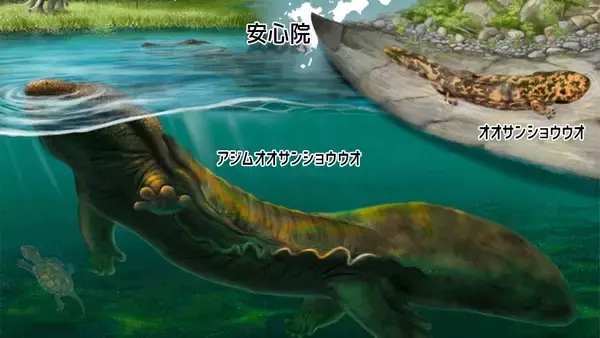 大分県で発見された約350万年前のオオサンショウウオ、新種新属と判明