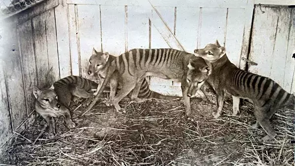 タスマニアタイガーは羊を襲う獰猛な捕食者ではなかった。人間の濡れ衣により絶滅