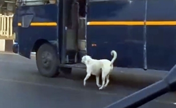 インドの野良犬が警察の愛すべき仲間に。首にぶら下げパトロール車両に乗り込む