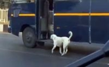 インドの野良犬が警察の愛すべき仲間に。首にぶら下げパトロール車両に乗り込む