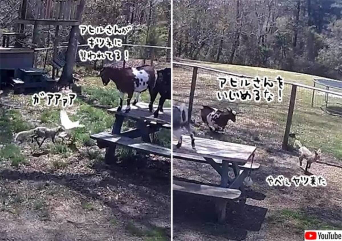 仲間は助ける アヒルを襲うキツネを追い払ったヤギ 22年4月19日 エキサイトニュース