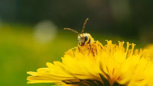 ミツバチは本当に数を理解していた。再検証で証明される