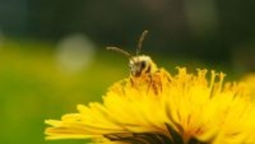 ミツバチは本当に数を理解していた。再検証で証明される