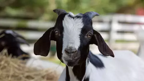 ペットのヤギ2匹、救助隊を竜巻で閉じ込められた飼い主家族の元に導く