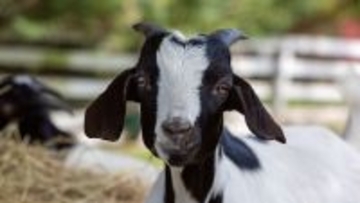 ペットのヤギ2匹、救助隊を竜巻で閉じ込められた飼い主家族の元に導く