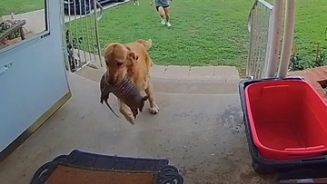 こんな子いましたけど。飼い犬が生きたアルマジロを家に持ち帰り、家族がパニック
