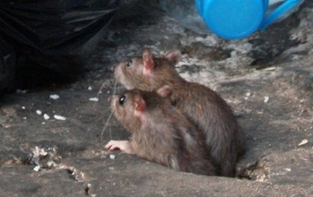ニューヨークのネズミが、人間には聞こえない超音波で独自の言語を使いはじめた