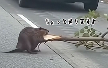ちょっと通りますよ。ビーバーが巨大な木を運ぶため道路を横切り、交通渋滞が発生