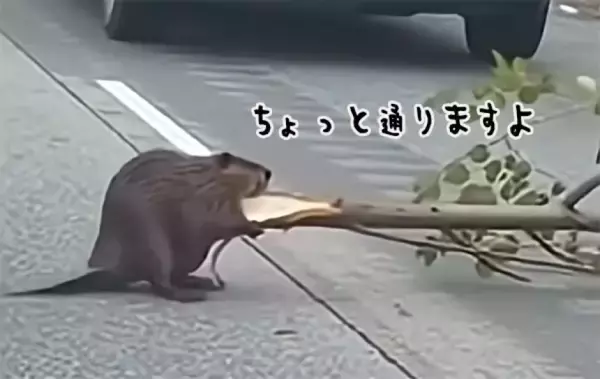 ちょっと通りますよ。ビーバーが巨大な木を運ぶため道路を横切り、交通渋滞が発生