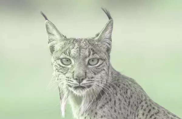 うつくしい…白いスペインオオヤマネコが初めてカメラにとらえられる