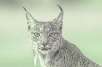 うつくしい&#8230;白いスペインオオヤマネコが初めてカメラにとらえられる