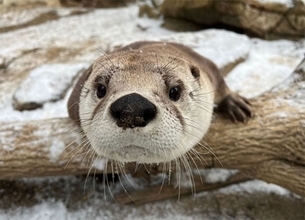 雪遊びを楽しむカワウソに癒やされる。厳しい冬の寒さと憂鬱を吹き飛ばす無邪気な姿