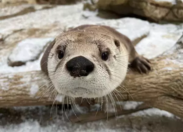 雪遊びを楽しむカワウソに癒やされる。厳しい冬の寒さと憂鬱を吹き飛ばす無邪気な姿