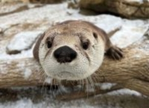 雪遊びを楽しむカワウソに癒やされる。厳しい冬の寒さと憂鬱を吹き飛ばす無邪気な姿