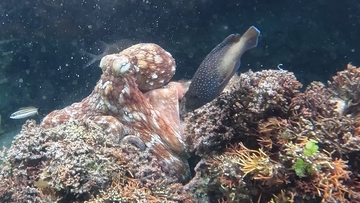 売られた喧嘩は買う。タコは血気盛んな縄張り意識の高い魚に対してのみ、腕でひっぱたく